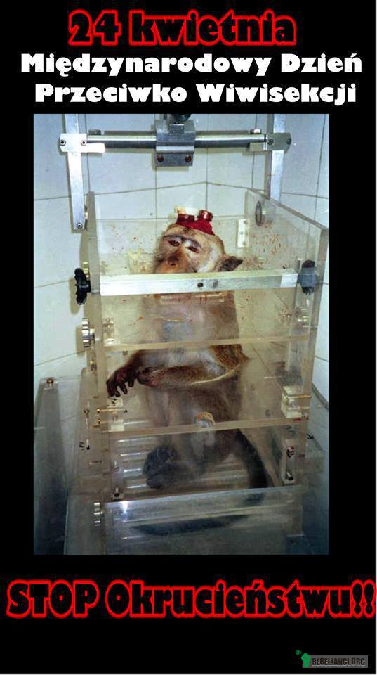 Międzynarodowy Dzień Przeciwko Wiwisekcji – Zbrodnie przeciwko zwierzętom i ludziom ... 

Wiwisekcja - to zabieg operacyjny wykonywany na żywym zwierzęciu. 

Co 3 sekundy w europejskich laboratoriach umiera w ogromnych , niewyobrażalnych cierpieniach jeden zwierzak!

Większość z nich jest po prostu torturowana , umierają z powodu przeprowadzanych na nich testów i doświadczeń zarówno lekarstw, środków kosmetycznych, higienicznych jak i żywności. 

Testy te mają podobno służyć rozwojowi nauki, medycyny, dla ratowania, ochrony życia ludzi i zwierząt. 

Czy tak naprawdę jest?

Czy testy i doświadczenia na żywych istotach są niezbędne? Przecież ludzie i zwierzęta różnią się pod względem fizjologii. 

Większość eksperymentów można zastąpić w pełni wiarygodnymi i skutecznymi metodami alternatywnymi, takimi jak np. testy na wyizolowanych kulturach tkankowych będących wiernymi modelami ludzkich tkanek, obecna wiedza dostarcza nam wiele różnych możliwości.

Zobacz film :
https://www.youtube.com/watch?v=g1hpI6V19rY

Dlaczego więc wciąż w cichych sterylnych pomieszczeniach opuszczone zwierzęta cierpią mimo, iż można tego uniknąć, odpowiedź jest prosta - zwierzęta są tańsze, szybko się rozmnażają, NIE POTRAFIĄ KRZYCZEĆ!

Zanim kupisz sprawdz :
http://ok.3bird.net/cosmetics-pl.html
Więcej :
https://www.facebook.com/FirmyPrzyjazneZwierzetomWPolsce

Jesteśmy tu dla zwierząt!Informuj!Nie milcz!dziel sie wiedzą
Pamiętaj - coś takiego jak morderstwo humanitarne nie istnieje!
Wybierz współczucie imiłość 
Pomóż nam nieść posłanie dobra i pokoju. 
https://www.facebook.com/CrueltyAmongTheNations?ref=hl 