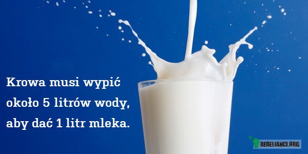 Mleko –  