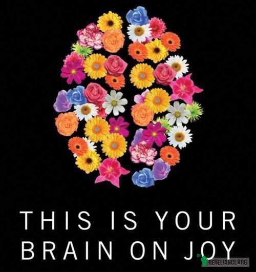 Szczęśliwy mózg –  