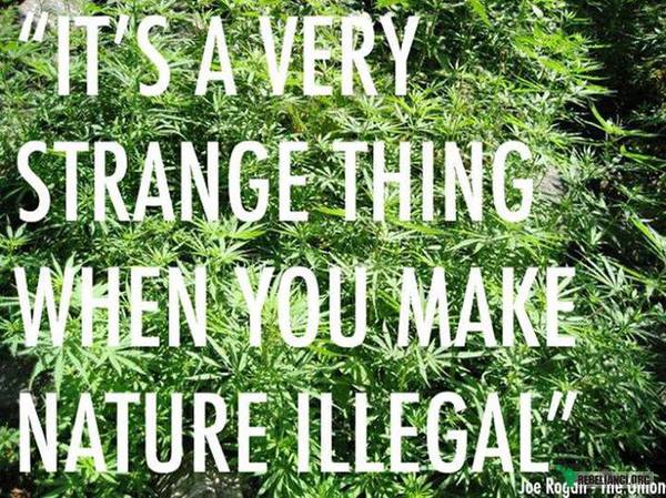 To bardzo dziwna rzecz, gdy natura nie jest legalna –  