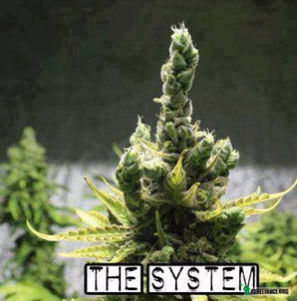 F#ck the system! –  