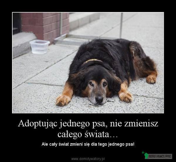 Nie kupuj, adoptuj –  