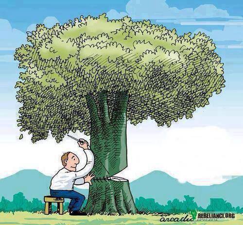Drzewo –  