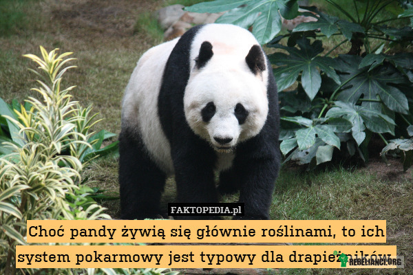 Nawet Panda wie, że jedzenie mięsa to kwestia wyboru, a nie biologii. – Ulubionym pożywieniem pandy jest bambus. Od listopada do marca je wyłącznie liście i młode łodygi, od kwietnia do czerwca zjada także starsze łodygi, natomiast od lipca do października prawie wyłącznie liście. Panda zjada codziennie ogromne ilości tej rośliny. Po posiłkach pandy zostawiają ślady w postaci kupek wiórów. Lecz bambus nie jest jedynym pożywieniem pandy. Zjada ona także inne rośliny trawiaste, a czasami nawet ryby, gryzonie, jajka, miód lub szczekuszki. Panda wielka jest bowiem zwierzęciem mięsożernym, jednak &quot;przestawiła się&quot; na całkowicie roślinną dietę. Jej układ pokarmowy nie jest jednak tak dobrze przystosowany do wegetariańskiej diety, panda trawi bowiem jedynie 17% zjadanego bambusa (zwierzęta roślinożerne trawią 80% zjadanego jedzenia). Dlatego też panda poświęca 16 godzin dziennie na zdobywanie pożywienia. 