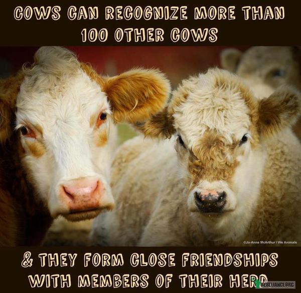 Przyjazne krowy – Krowy rozpoznają ponad setkę innych krów, a w dodatku zaprzyjaźniają się z członkami swojego stada 