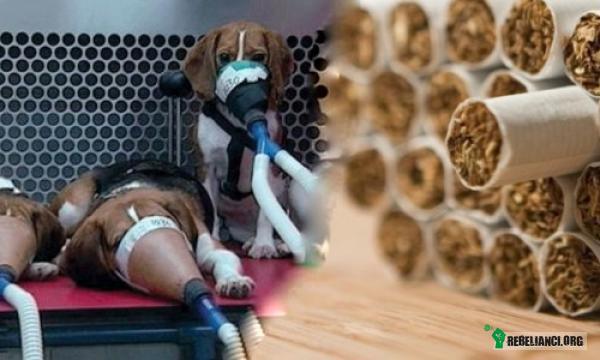 Praktyki koncernów produkujących papierosy – Papierosy są od dawna testowane na zwierzętach, aby zbadać reakcję komórek rakowych na nikotynę i inne substancje. Nie jest żadną tajemnicą, że ten sam test jest powtarzany wiele razy i nie robi tego jeden koncern, ale wszystkie. Zniesienie niehumanitarnych badań na zwierzętach można osiągnąć tylko poprzez obywatelski bojkot ich wyrobów. Tutaj: poprzez rzucenie palenia.

Psy zmuszane są do wdychania największego stężenia szkodliwych substancji zawartych w papierosach. Testy na psach wyglądają tak jak na wklejonym poniżej zdjęciu.. Podziel się informacją z tymi, którzy palą a kochają zwierzęta. Może pozwoli to uniknąć cierpienia wielu niewinnych psiaków..

Zanim sięgniesz po kolejnego papierosa – sprawdź, czy firma, która go wyprodukowała, nie odpowiada za cierpienie i śmierć bezbronnych zwierząt. Bojkotuj takie firmy i pisząc do nich, apeluj o zaprzestanie prowadzenia testów na zwierzętach!

Philip Morris: Marlboro, L&M, Bond Street, Philip Morris, Chesterfield, Fortune, Parliament, Sampoerna A, Lark, Morven Gold, Dji Sam Soe, Next, Optima, Red & White, Muratti, Diana, Merit, Sampoerna Hijau, Champion, Virginia Slims, Apollo-Soyuz, Hope, Delicados, Benson & Hedges, Longbeach

British American Tobacco: Lucky Strike, Pall Mall, MS, Vogue, Dunhill, Alfa, Bis, Brera, Colombo, Cortina, Esportazione, Eura, HB, Kent, Lido, MS Club, Mundial, Nazionale, Nazional, N80, Rothmans, SAX, Musical, St.Moritz, Stop, Super 