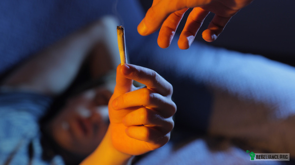 Jak palenie marihuany wpływa na sen – Niemowlęta śpią ok. 16 godzin dziennie, człowiek dorosły przesypia ok. jedną trzecią swojego życia. Zdrowy, spokojny sen jest niezbędnym źródłem odpoczynku fizycznego i psychicznej obróbki dostarczonych wrażeń. Produkty zawierające konopię mają różny wpływ na zapotrzebowanie na sen w zależności od osoby. Niektórzy ludzie cierpiący na zaburzenia snu skutecznie stosują konopię, podczas gdy inni nie odczuwają żadnego istotnego efektu usypiającego. Sny powstają przede wszystkim w tzw. fazie REM.
 
Sny i fazy snu

Ten przebiega w kilku fazach, które charakteryzują się różnymi falami mózgowymi. Po zamknięciu oczu i wraz ze zwiększającym się rozluźnieniem częstotliwość fal mózgowych zmniejsza się i stają się one bardziej regularne. Te fale mózgowe znane są jako fale alfa. Po kilku minutach następuje sen. Faza pierwsza charakteryzuje się występowaniem tzw. fal theta i może trwać od dziesięciu sekund do dziesięciu minut. Gdy człowiek zostanie obudzony w tej fazie, najczęściej myśli, że w ogóle nie spał, lub że znajdował się jedynie w półśnie. W fazie drugiej fale theta przełamywane są przez fale ostre oraz przejawy aktywności. Faza ta trwa od dziesięciu do dwudziestu minut. Faza trzecia jest połączeniem fal theta i delta. Fale delta są falami bardzo powolnymi. W fazie czwartej, którą jest sen głęboki, spotykamy już tylko fale delta. Faza czwarta jest bardzo ważna dla odpoczynku fizycznego. Po ok. 30-40 minutach tej fazy pojawiają się znów fale theta tak jak w fazie drugiej i trzeciej. Dalej nie następuje jednak ponownie faza pierwsza, lecz tzw. sen REM. REM jest skrótem od „Rapid Eye Movement” (ang. szybkie ruchy gałek ocznych). Fazie tej towarzyszą szybkie ruchy gałek ocznych pod zamkniętymi powiekami. W trakcie trwania snu REM śnimy intensywnie. Sny mogą pojawiać się we wszystkich fazach snu, są jednak charakterystyczne przede wszystkim dla snu REM. Sen REM odgrywa ważną rolę w zapisywaniu, przechowywaniu i porządkowaniu wspomnień oraz nowopoznanych rzeczy, jak również w zapominaniu nieistotnych treści. Po kilku minutach po raz kolejny pokonuję się drogę poprzez fazy od 2 do 4, aż do ponownego powrotu do snu REM. Cykl ten powtarza się średnio co 90-110 minut.

THC i sny

 W kilku badaniach zaobserwowano zmiany przebiegu fal mózgowych podczas snu spowodowane przez konopię, co było wskazówką na wpływ, jaki ta wywiera na przebieg snu. U osób spożywających konopię, które otrzymywały 70 lub 210 mg THC dziennie, kannabinoid zredukował czas trwania snu REM, tzn. czas, w którym intensywnie śnimy. Po kilku dniach wytworzyła się jednak pewna tolerancja na to działanie, tak że różnice w stosunku do osób niespożywających konopi były jedynie nieznaczne. Czas trwania snu głębokiego (faza czwarta) wykazywał tendencję wzrostową. Po nagłym odstawieniu THC czas trwania snu głębokiego przez pewien czas znacząco się zmniejszał. Nagłe odstawienie konopi prowadziło ponadto w tym badaniu do wzrostu i nasilenia fazy REM, tzn. fazy w której śnimy. Ten tzw. „REM-Rebound” oznacza, że w pierwszych dniach po odstawieniu konopi marzenia senne występują z większym nasileniem. W literaturze mowa jest jedynie o „dziwnych snach”. Po długotrwałej i obfitej konsumpcji konopi ten objaw odstawienia może utrzymywać się przez kilka tygodni. Znany jest również REM-Rebound spowodowany środkami nasennymi. Jednak w innym badaniu, w którym aplikowano jedynie niewielką dawkę 30mg THC dziennie, nie stwierdzono znacznego występowania objawu REM-Rebound po odstawieniu.  Wpływ konopi na fazy snu jest zatem najwidoczniej zależny od wielkości dawki.

Konopie i koszmary

Według kanadyjskich badań opublikowanych w 2009 roku Nabilon, będący syntetyczną pochodną THC o działaniu podobnym do THC, zmniejszał tendencję do koszmarów sennych u pacjentów z zespołem stresu pourazowego. Z 46 pacjentów, którzy wzięli udział w badaniu, u 34 stwierdzono zupełne zniknięcie koszmarów lub zmniejszenie ich intensywności. U części pacjentów zaobserwowano poprawę ogólnej jakości snu oraz wydłużenie czasu snu. Konopia wzgl. THC są bardzo obiecującymi substancjami w terapii pacjentów z zespołem stresu pourazowego, ponieważ wzmożona aktywacja receptorów kannabinoidowych 1 wspomaga proces zapominania nieprzyjemnych doświadczeń. Pacjenci z zespołem stresu pourazowego cierpią latami lub wręcz do końca życia np. w wyniku doświadczeń związanych z przemocą, a dostępne metody terapii często są niewystarczające.

Wniosek

TCH wzgl. konopie zmniejszają, w zależności od dawki, czas trwania snu REM, tzn. tę fazę snu, w której śnimy szczególnie intensywnie. W przypadku regularnego przyjmowania THC wykształca się pewna tolerancja na to działanie. W przypadku nagłego odstawienia następuje wydłużenie fazy REM oraz intensywne sny. Konopia może okazać się dobrym środkiem w przypadku osób cierpiących na silne i męczące koszmary senne.

Autor: Dr med. Franjo Grotenhermen
Pracownik firmy Nova-Institut w Hürth koło Kolonii oraz przewodniczący stowarzyszenia Arbeitsgemeinschaft Canabis als Medizin (ACM). 