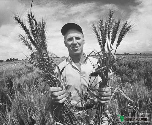 Norman Borlaug - człowiek, który uratował miliard ludzi – Dr Borlaug był genetykiem, który pracował w firmie DuPont jako specjalista od pestycydów zwalczających grzyby i bakterie dziesiątkujące rolnicze płody. W 1944 roku naukowiec wyekspediowany został do Meksyku, aby przyjrzeć się problemowi rdzy źdźbłowej - choroby, która drastycznie zmniejszała coroczne plony i stawiała miliony ludzi przed wizją głodu. Zadaniem dr. Borlauga było uzyskanie pszenicy odpornej na ten gatunek grzyba. Po latach prac genetyk wybrał z aż 6 tysięcy stworzonych przez siebie krzyżówek jedną odmianę, której rdza źdźbłowa nie była straszna. I wszystko byłoby w najlepszym porządku, gdyby nie kolejny problem, z którym poradzić sobie musiał dr Borlaug - okazało się, że efekt niemalże trzynastu lat ciężkiej pracy ma zbyt słabe źdźbło, które nijak nie może poradzić sobie z ciężarem kłosa. W rezultacie pszenica była bardzo łamliwa. Genetyk wpadł więc na pomysł, aby skrzyżować swoje „dziecko” z pewną karłowatą odmianą pszenicy rosnąca w Japonii. Pomysł ten okazał się strzałem w dziesiątkę - Meksyk nie tylko poradził sobie z problemem grzybowej zarazy, ale i stał się potentatem w dziedzinie pszenicznego eksportu.

Hybryda stworzona przez dr. Borlauga świetnie przyjęła się też w męczonych głodem Indiach - naukowiec sprowadził tam aż 450 ton swych rewolucyjnych nasion. Wkrótce produkcja pszenicy w tym kraju wzrosła aż dwukrotnie!

Podsumowując - dr Norman Borlaug uratował od głodu około miliard ludzi na całym świecie! Zrobił to bez potrzeby karczowania lasów i wywoływania ekologicznych katastrof. Warto o tym pamiętać podczas pałaszowania musli. 