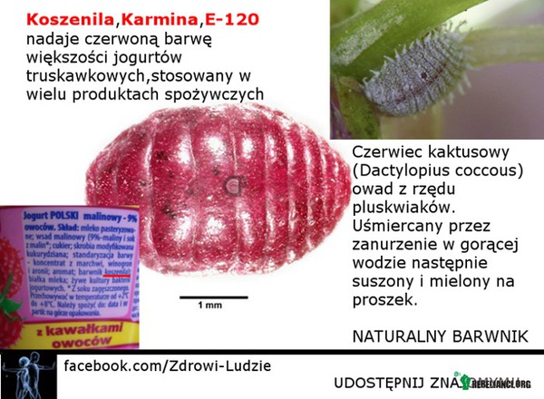 Koszenila, Karmina, E120 – Warto wiedzieć że ten barwnik to nic innego jak pluskwiak o bardzo intensywnej czerwonej barwie.

Jeżeli jesteście wegetarianami to może Wam to przeszkadzać.
Jeżeli nie to wystarczy mieć świadomość.

Czytajcie etykiety. 