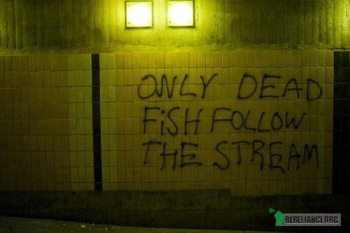 Only dead fish follow the stream –  