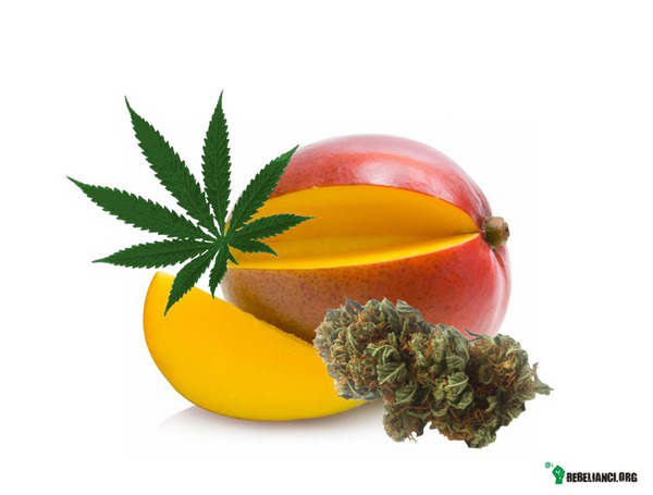 Mango - owoc, który polepsza fazę – Taka ciekawostka z Faktów Konopnych (http://faktykonopne.pl):

Związki chemiczne, które zostały znalezione w mango, mogą zwiększyć, wzmocnić, a nawet wydłużyć euforyczne odczucia po paleniu marihuany. To świetna wiadomość dla społeczności marihuany zarówno palaczy rekreacyjnych jak i medycznych, gdyż oba mają teraz zdrową alternatywą przekąskę, którą mogą konsumować na 90minut przed paleniem.

Nie jest to udowodnione naukowo, ale wielu palaczy marihuany konsumuje mango na godzinę przed zapaleniem aby zwiększyć “fazę”.

Marihuana zawiera ponad 100 cząsteczek terpenów, które są odpowiedzialne za wpływ THC na mózg. Marihuana zawiera najwięcej terpenów mircenu więcej niż jakiegokolwiek innego rodzaju. Tak więc, jeśli jesz mango bogate w mircen, potencjalnie może to poprawić “high” nawet przy paleniu marihuany niskiej jakości, jak również tych lepszych jakościowo.

“Nie znamy odpowiedzi, ale znamy powód takiego działania. Niestety nie mamy jeszcze badań naukowych które mogłyby udowodnić wpływ mango na palenie marihuany” powiedział Christopher Hudalla, dyrektor do spraw naukowych w ProVerde Labs.

Mircen odpowiada za aromat moreli, orzechów włoskich i pomarańczy, i jest szeroko stosowany w przemyśle perfumeryjnym. Dostał on swoją nazwę od rośliny Mercia, i znajduje się on też między innymi w trawie cytrynowej i chmielu. Jego zapach jest bardzo podobny do marihuany, i może mieć zapach leśny, cytrusowy i owocowy.

Jednak jedną z mało znanych właściwości jest to, że mircen pozwala THC na szybsze przedostanie się przez krew do mózgu. Przeciętnie czas dostania się THC do mózgu trwa siedem sekund. Ale jeśli jesz mango na 90 minut przed paleniem, możesz potencjalnie zmniejszyć ten czas o połowę. 